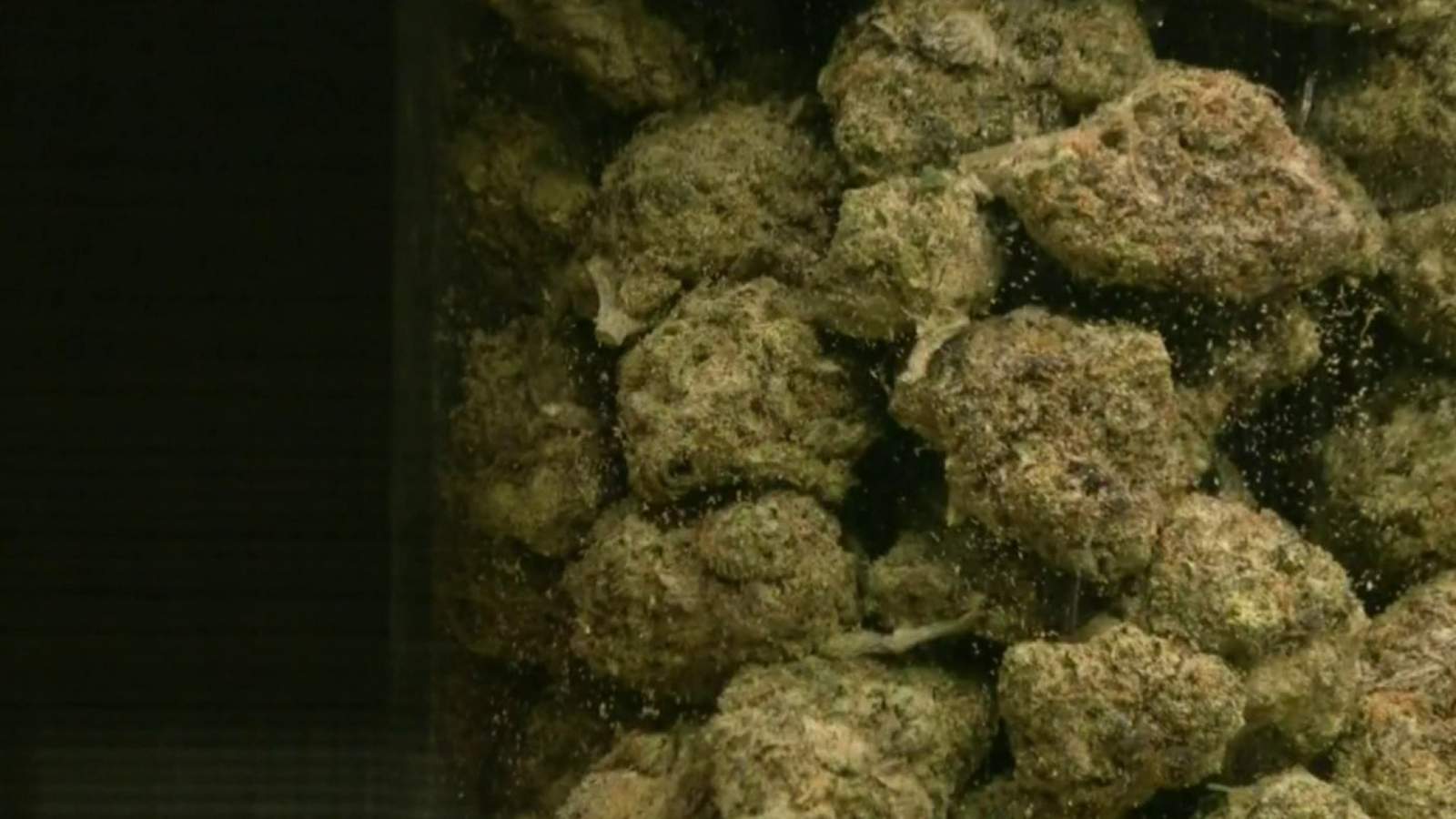 Washtenaw County prosecutor no longer pursuing charges in marijuana, entheogenic plant cases