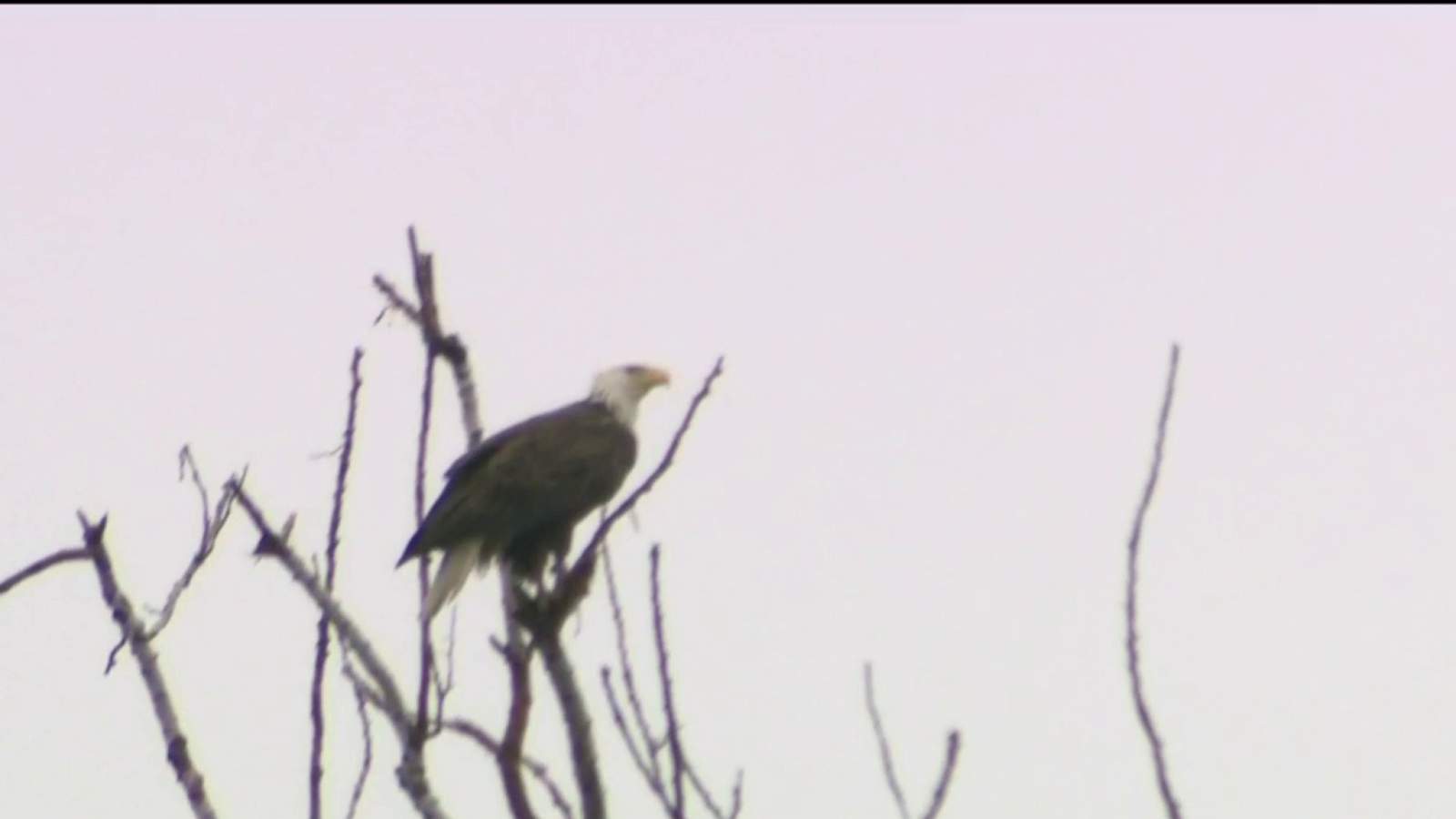 Visitors invited to see thriving home of Bald Eagles in Monroe