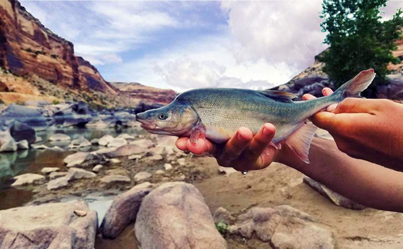 US formally removes Colorado River fish's endangered status