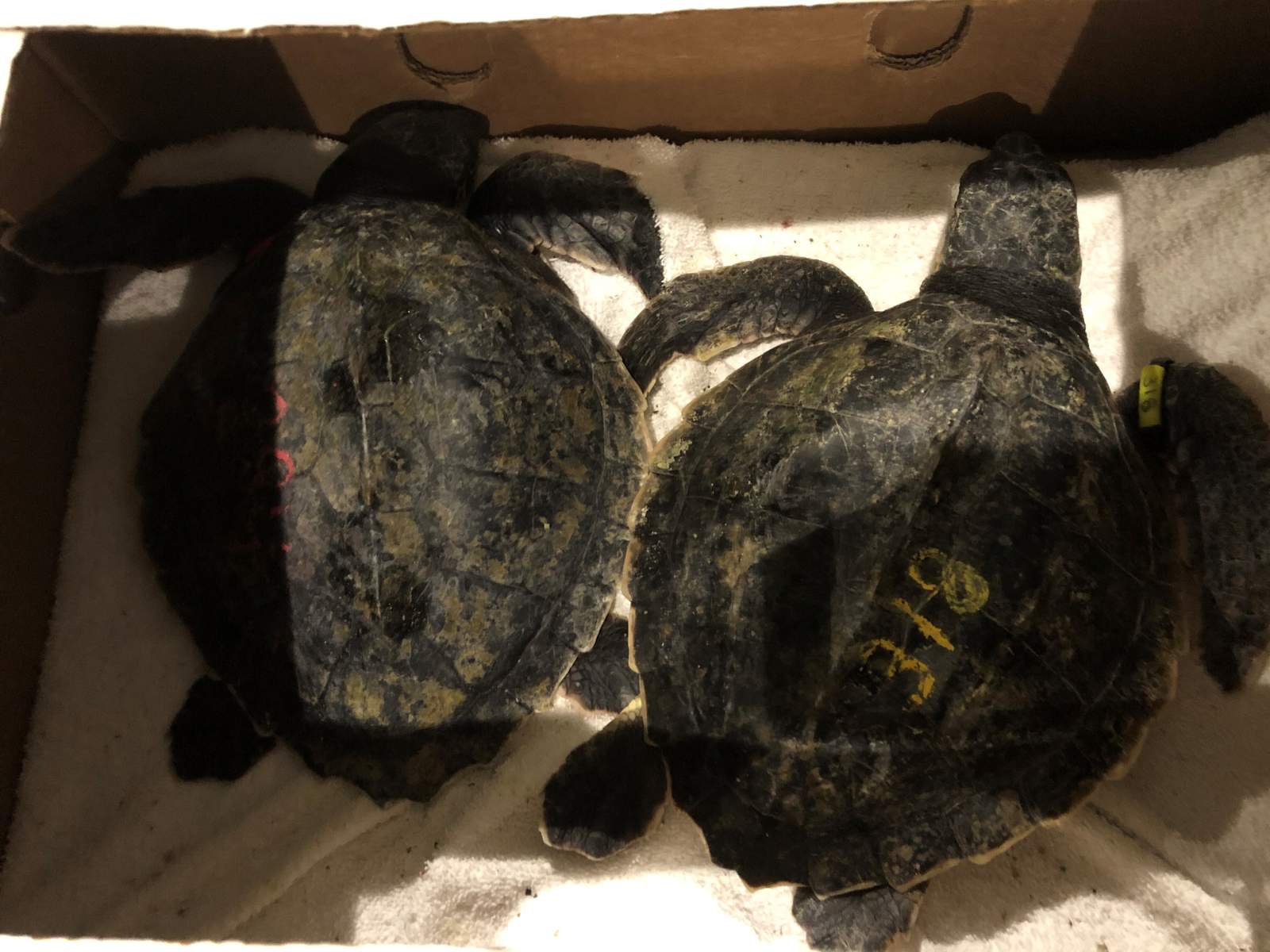 Rough rescue: Storms, broken plane force layover for turtles