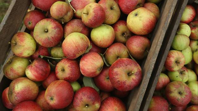 Here are 4 cider mills near Ann Arbor to put you in the fall spirit