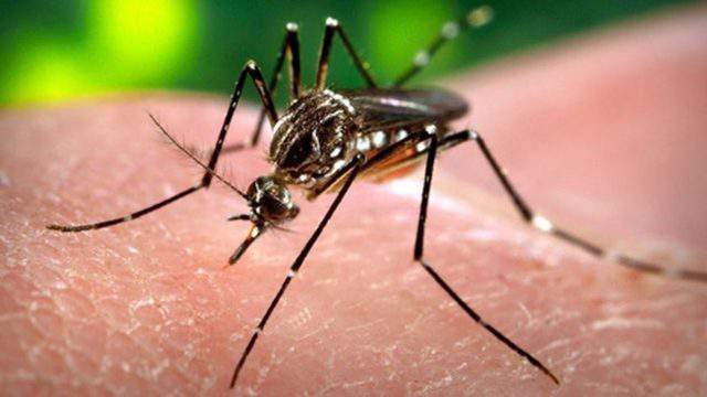 Oakland County residents urged to protect themselves from mosquito bites amid confirmed EEE cases