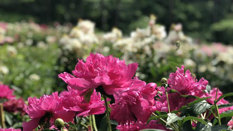 University of Michigan’s famed peony garden in Ann Arbor will reopen this spring