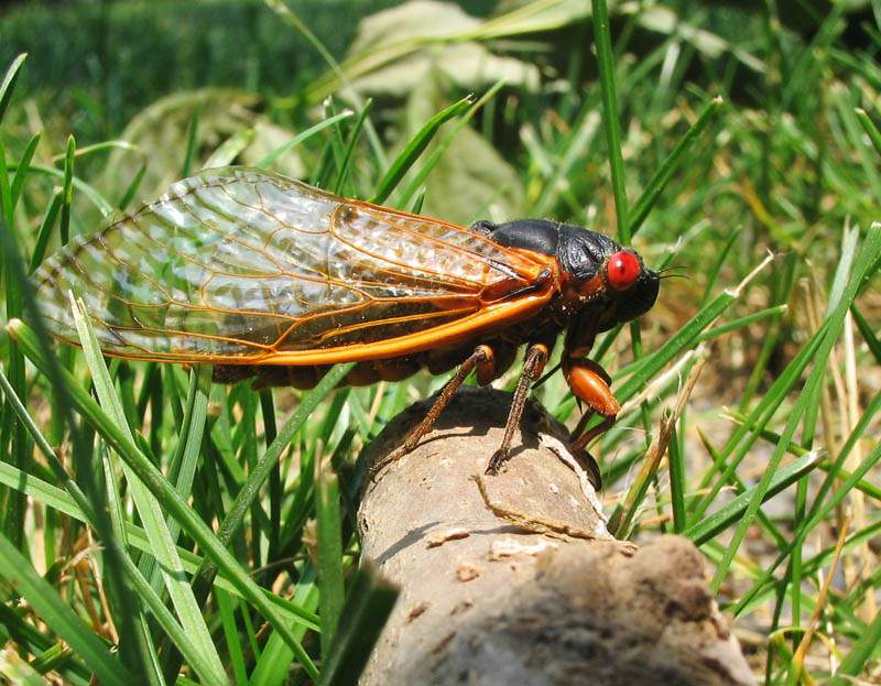 17-year cicadas to emerge in Michigan this spring: Everything you want to know