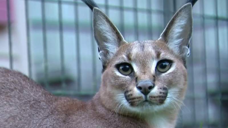 Morning Briefing Oct. 14, 2021: African caracal cat that escaped in Royal Oak reunited with owner, Sterling Heights police identify 3 men accused of robbing teen at gunpoint
