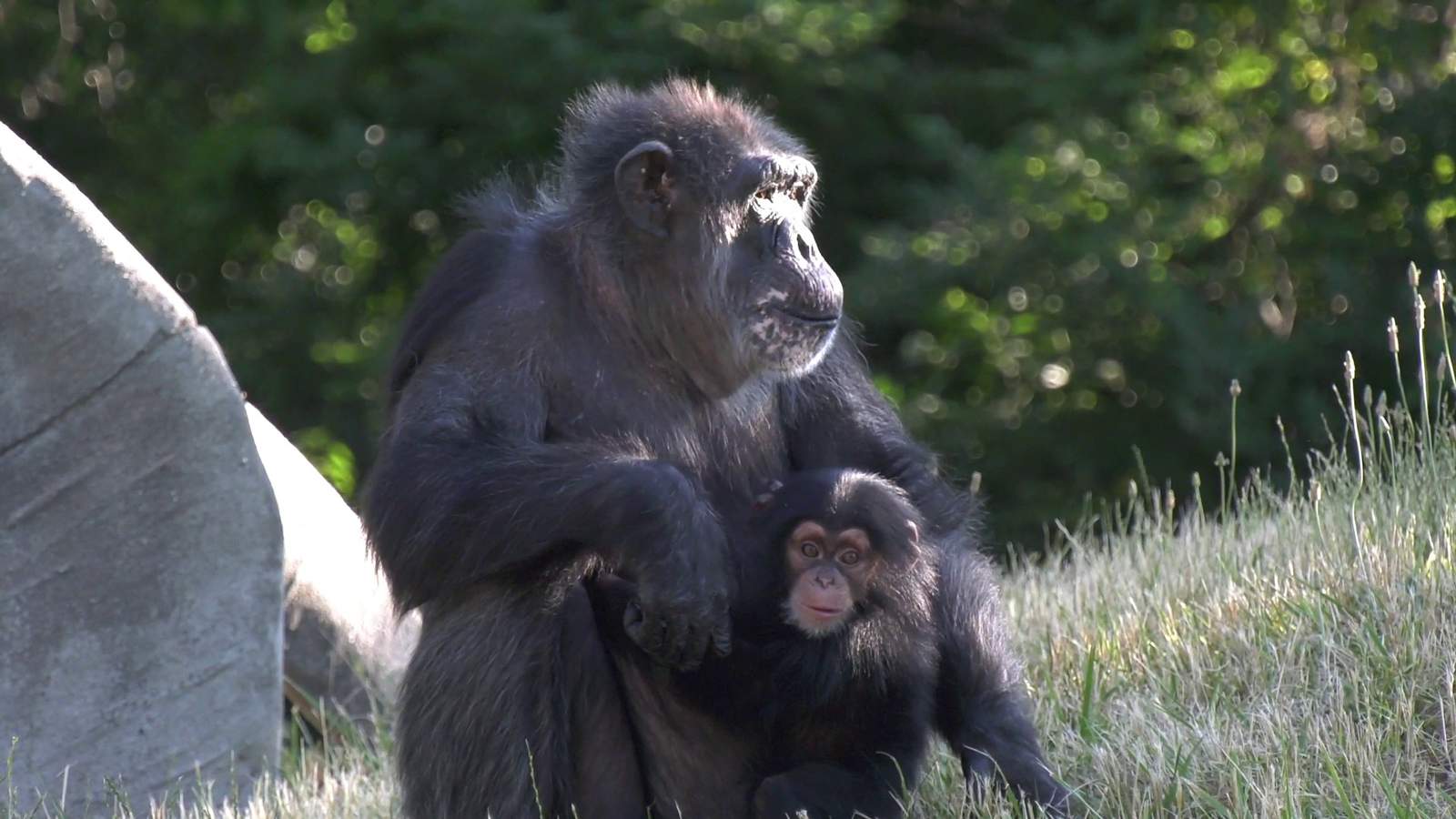 Detroit Zoo introduces baby chimpanzee to adopted mother