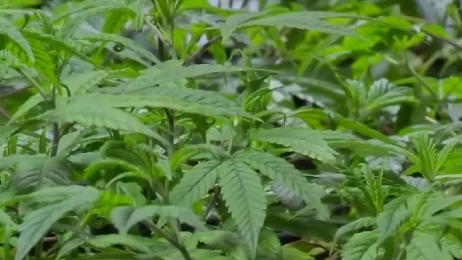 Authorities find about $1 million worth of marijuana at illegal grow operation in Detroit