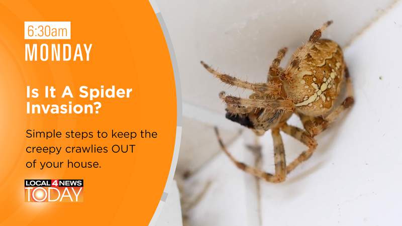 How to keep spiders out of your house