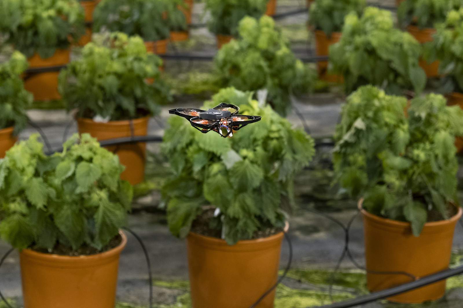 Drones vs hungry moths: Dutch use hi-tech to protect crops
