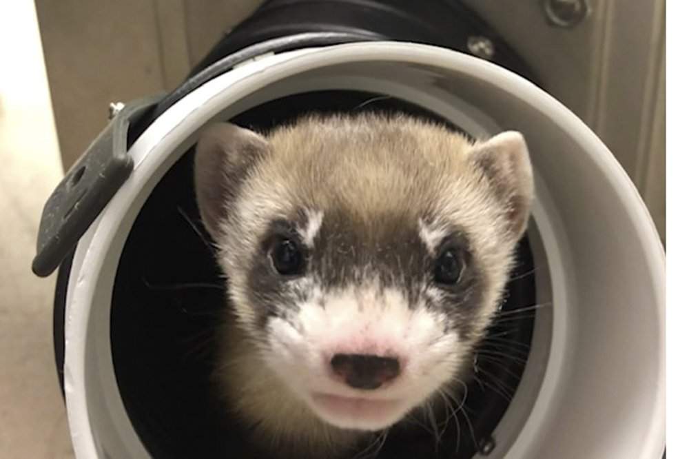 1st clone of US endangered species, a ferret, announced