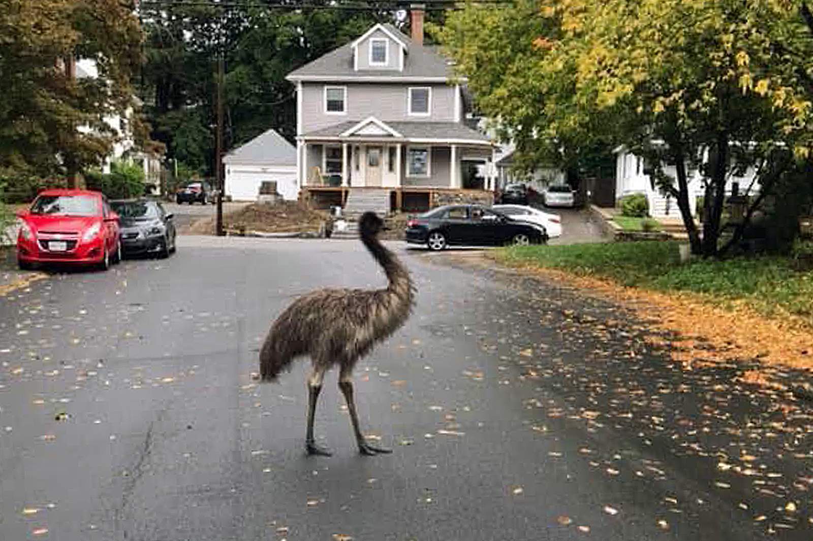 Authorities use pear to entice, capture escaped emu