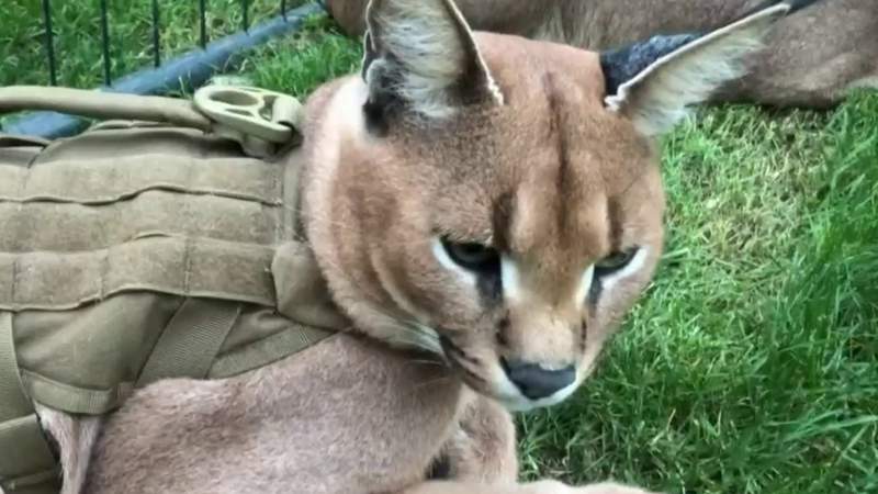 Royal Oak police: Ownership of African caracal cats in limbo after repeated escapes