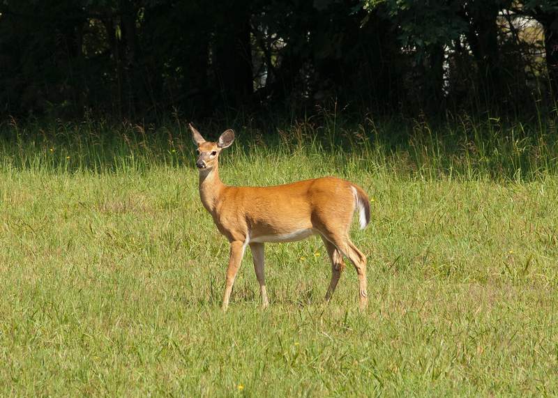 Oh, deer: White-tailed deer are testing positive for COVID-19 antibodies. Should we be worried?