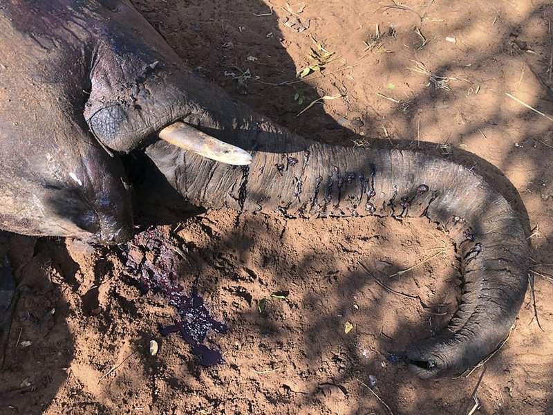 Zimbabwe investigating deaths of 22 elephants, more expected