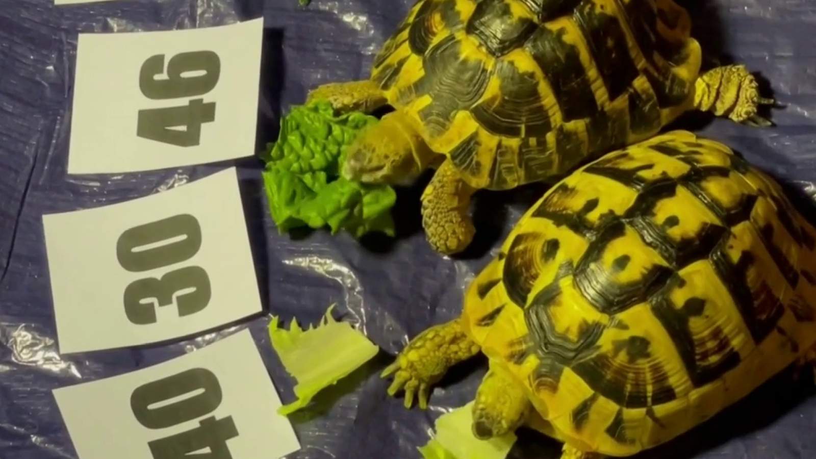 Hermann’s Tortoises choose lucky Mega Millions lottery numbers