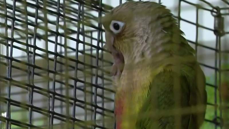 Man stomps bird to death after Allen Park pet store didn’t give $30 refund