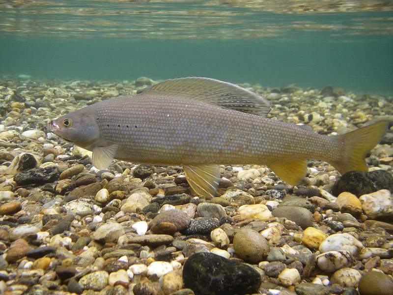 Michigan DNR works to reintroduce native fish that vanished nearly 100 years ago
