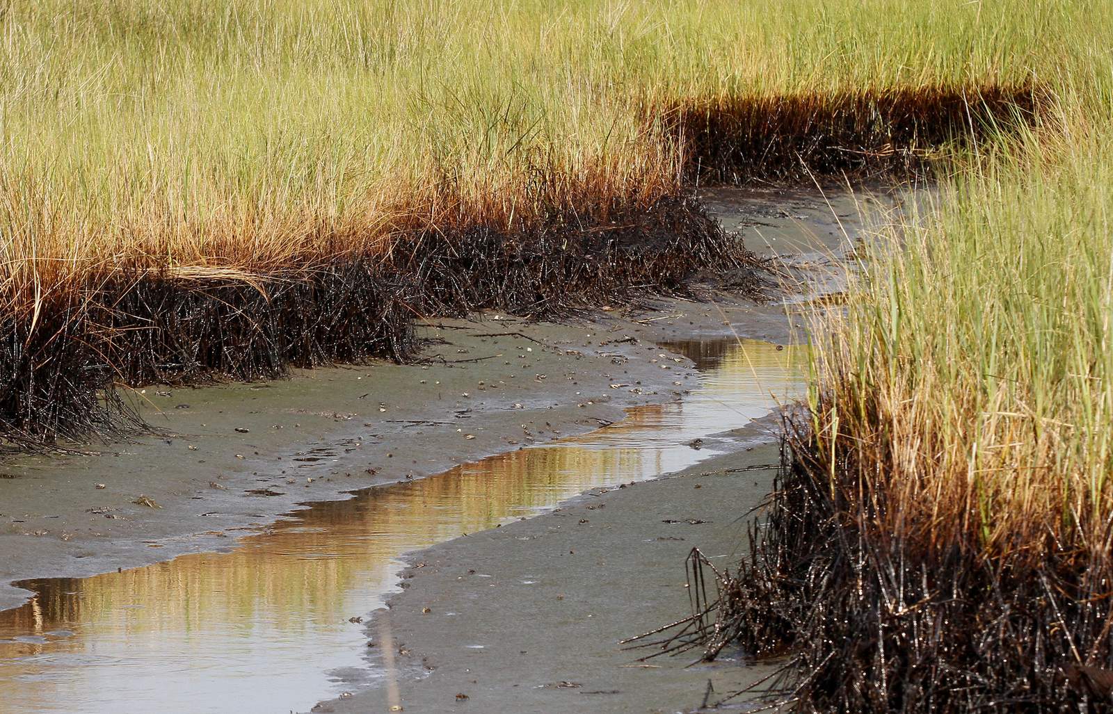 $205M in BP spill money for Louisiana coastal restoration