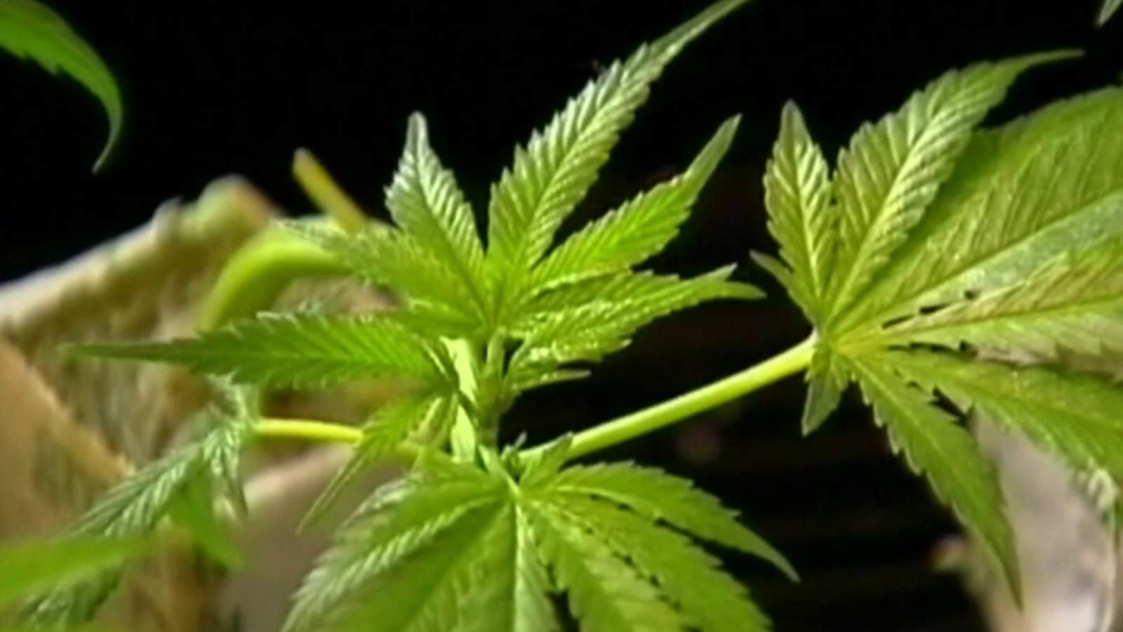 Detroit leaders outline plans for recreational marijuana shops