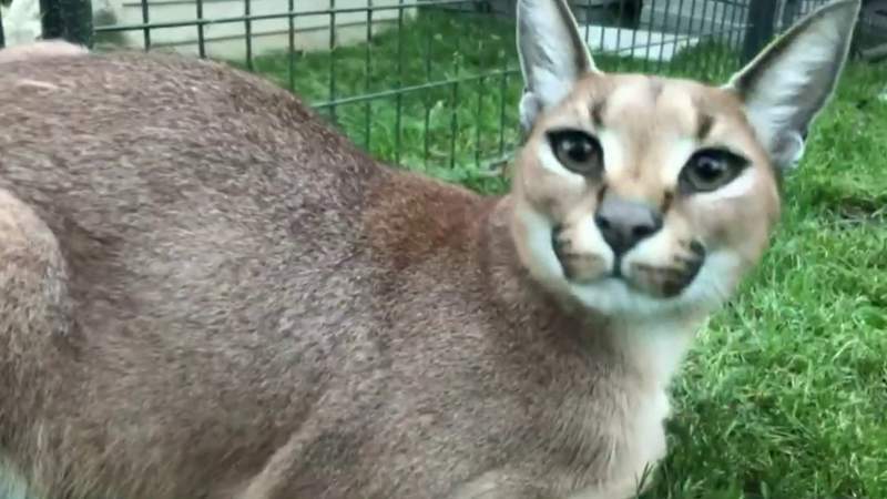 Royal Oak woman ticketed after 4 African caracal cats escape