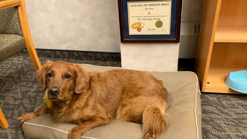 Meet Zeke, the Wayne Police Department’s new therapy dog