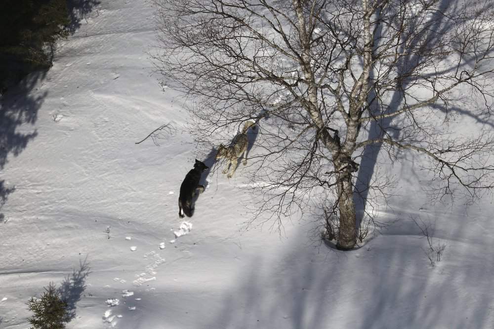 Relocated Isle Royale wolves form groups, reduce Michigan moose herd
