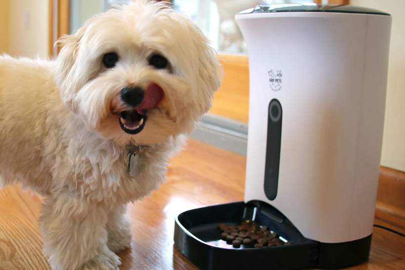 Never feed your dog or cat late again with this automatic pet food dispenser