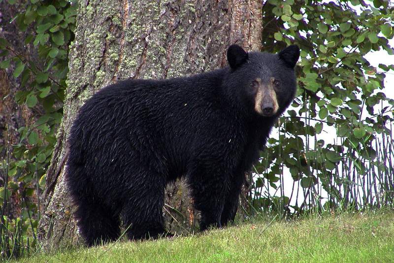 Bear moved from northwestern Michigan treks 90 miles back