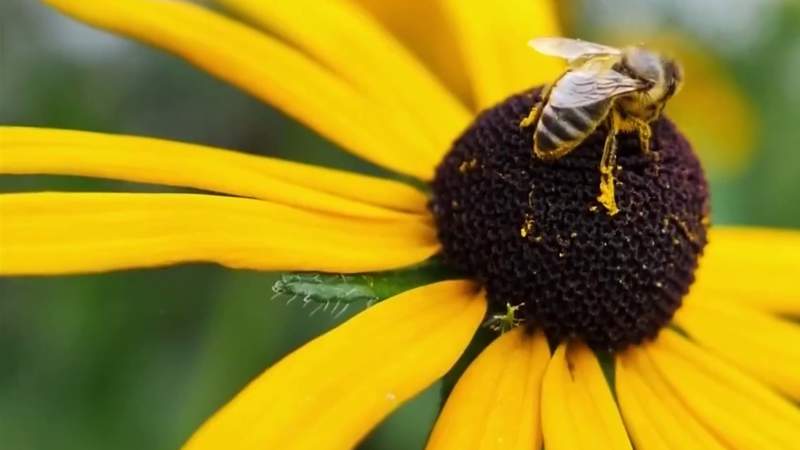 Metro Detroiters urged to take the ‘Pollinator Pledge’ to help the environment