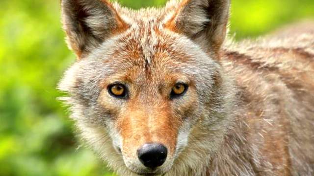 Here’s what you should do if you see a coyote
