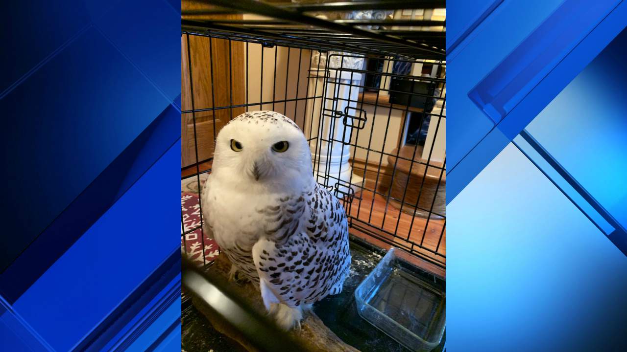 Wildlife rehab center caring for snowy owl found in northern Michigan
