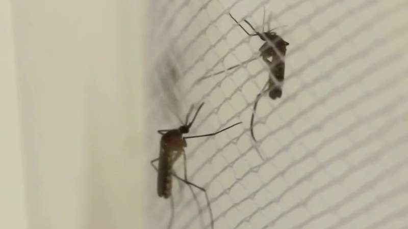 West Nile virus detected in Macomb County mosquitoes for first time this summer