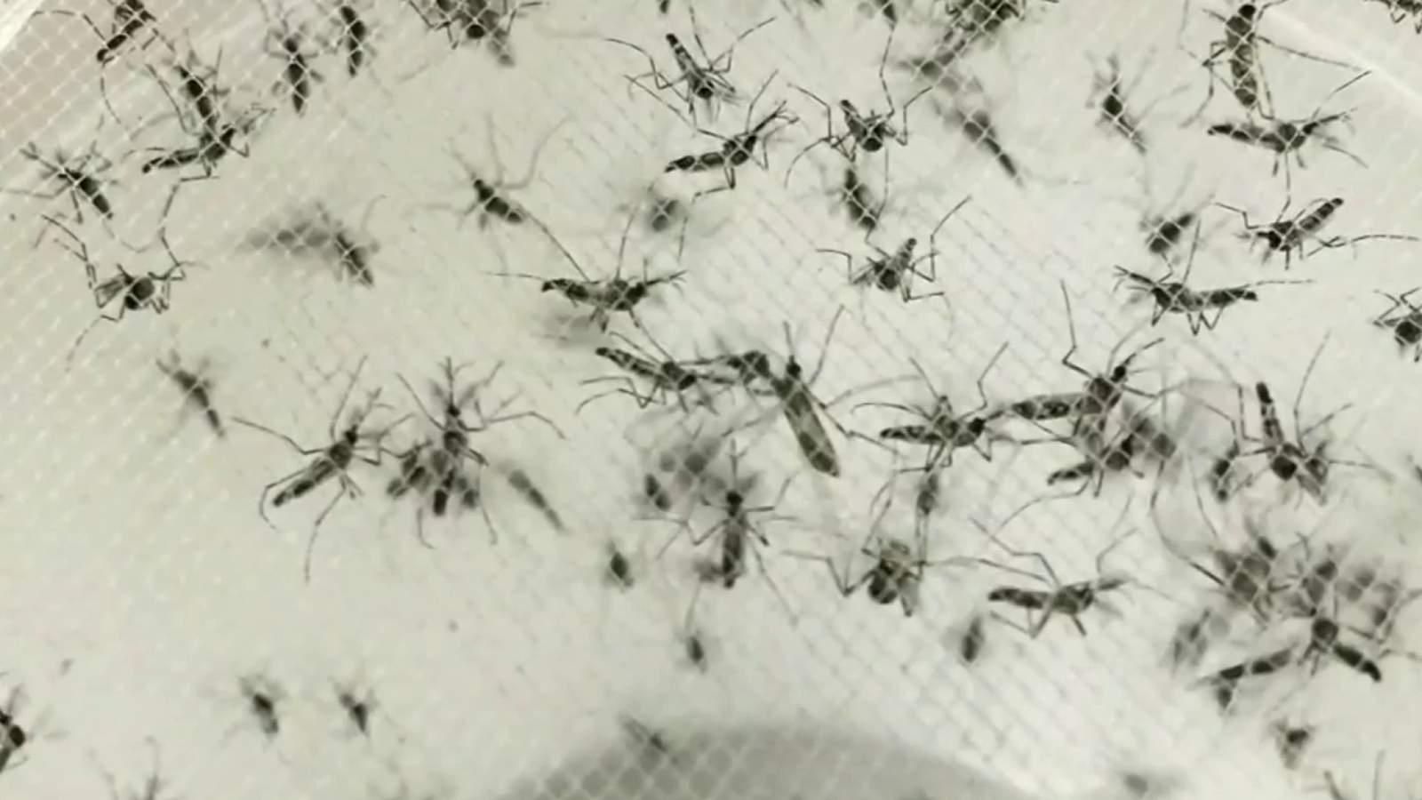 Health experts concerned about EEE, West Nile Virus in Michigan