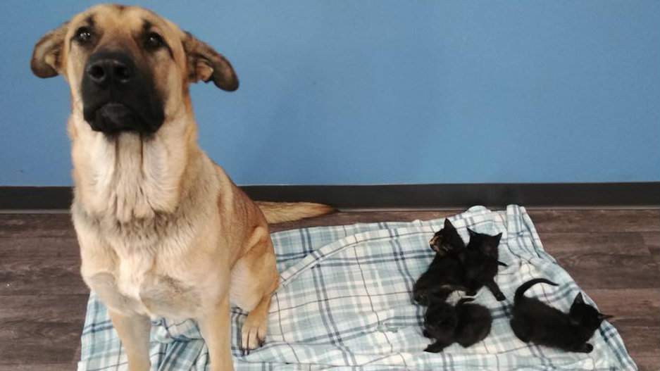 Dog found on side of road keeping kittens warm