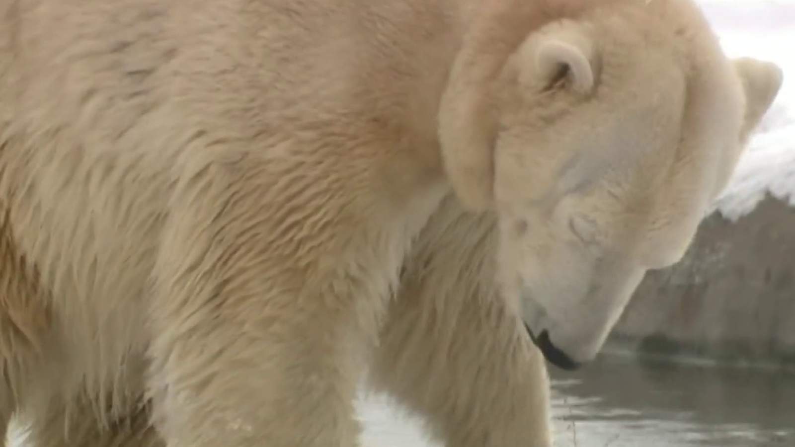 Detroit Zoo debuts new polar bear, Anana, to help with breeding efforts