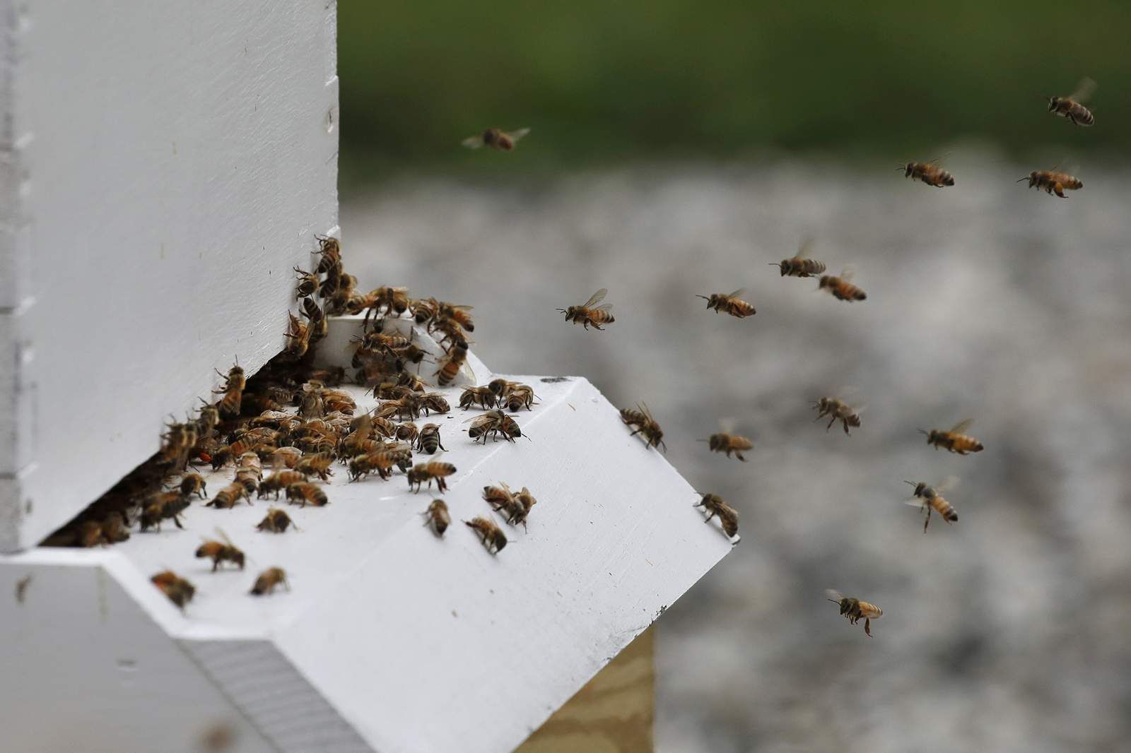 Ann Arbor Backyard Beekeepers offers beekeeping classes