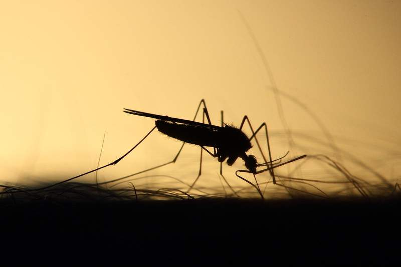 Get Caught Up: Let’s talk about Michigan mosquitoes -- are they eating you alive? Here’s what to know