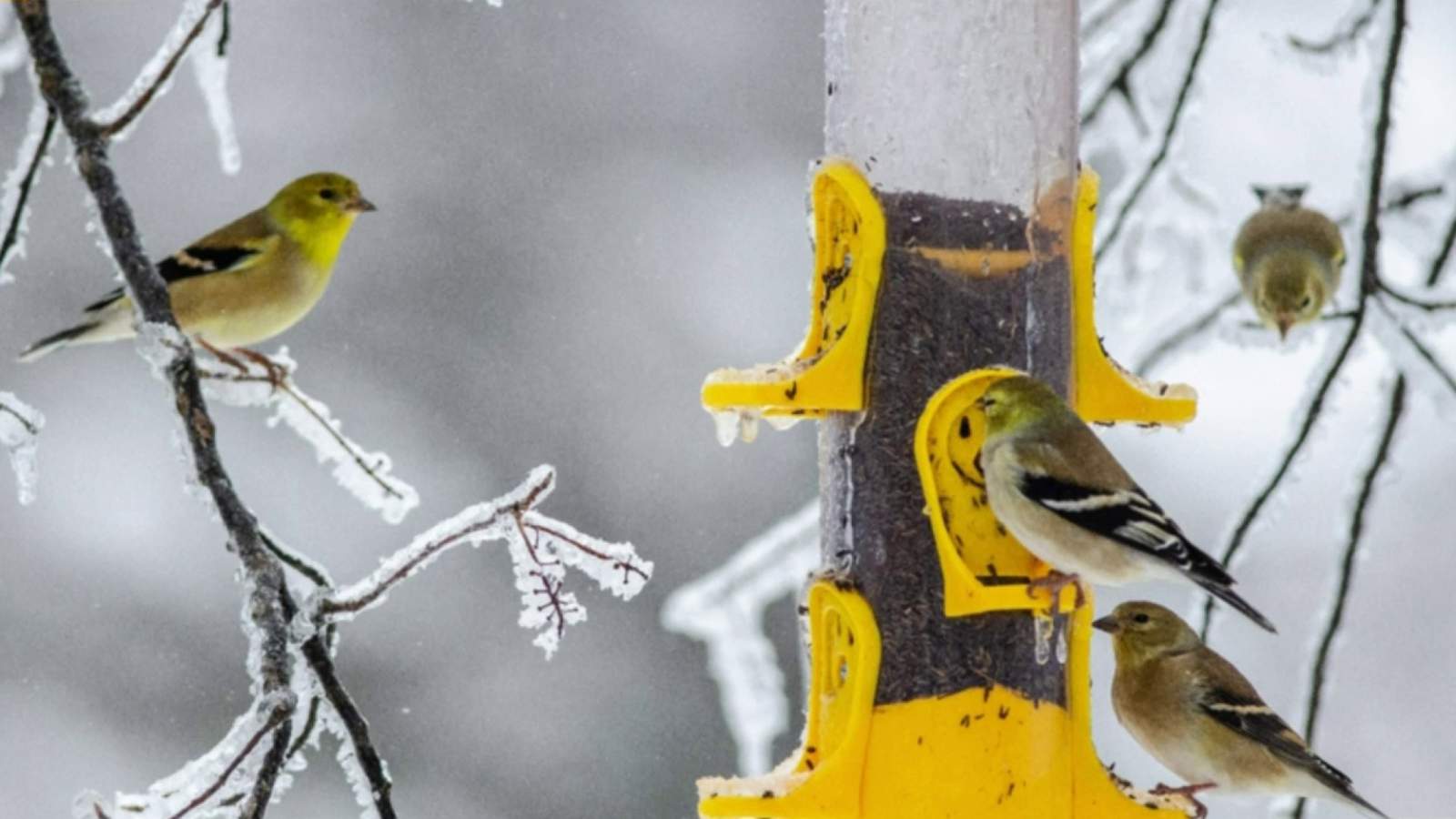 This is your chance to catch rare sightings of winter wildlife in Michigan