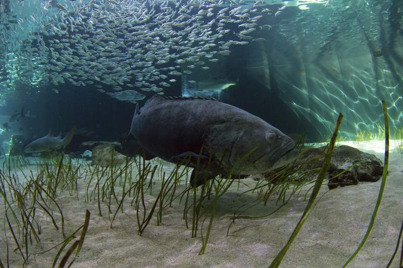 Florida weighs allowing limited harvest of goliath grouper