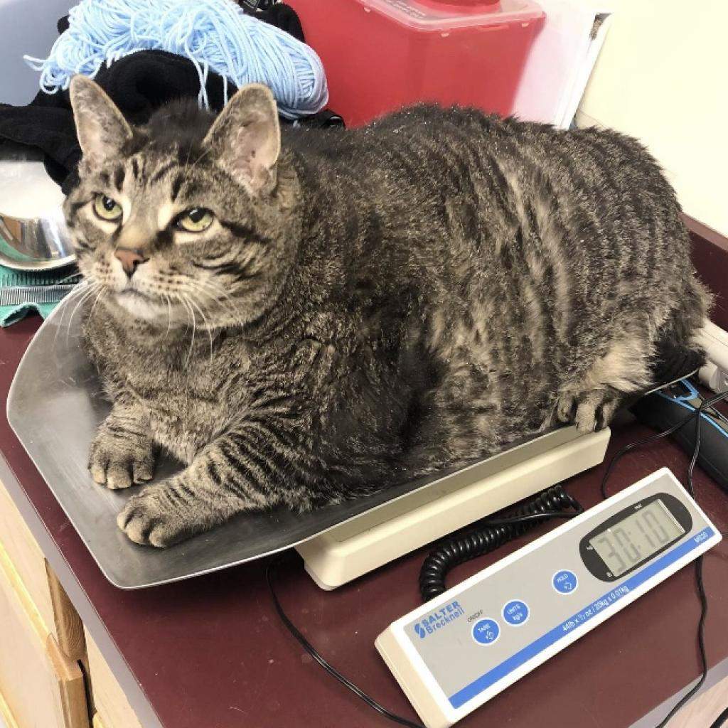 Michigan Humane Society: 30-pound cat needs home, help with diet