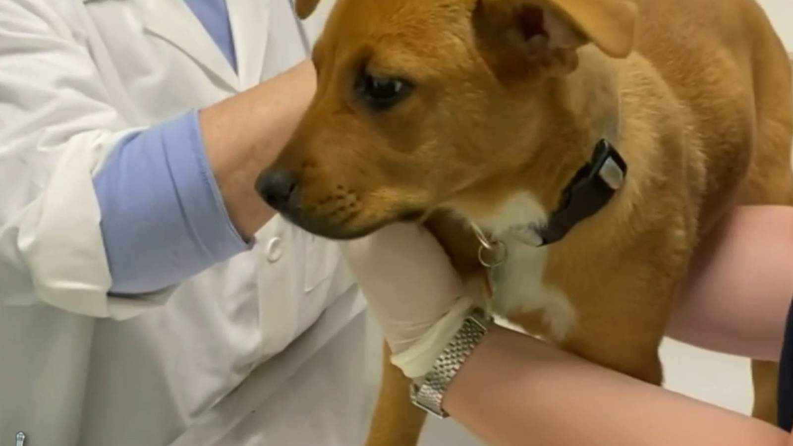 Detroit woman frustrated that Michigan veterinary clinics still won’t let pet owners inside