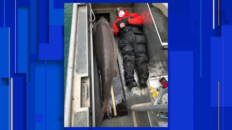 Huge lake sturgeon believed to be 100 years old caught in Detroit River