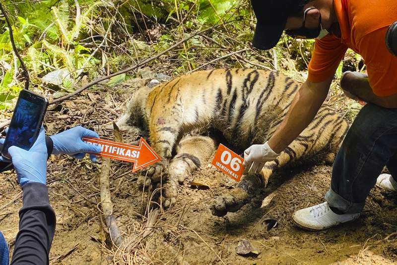 3 endangered Sumatran tigers found dead in Indonesia