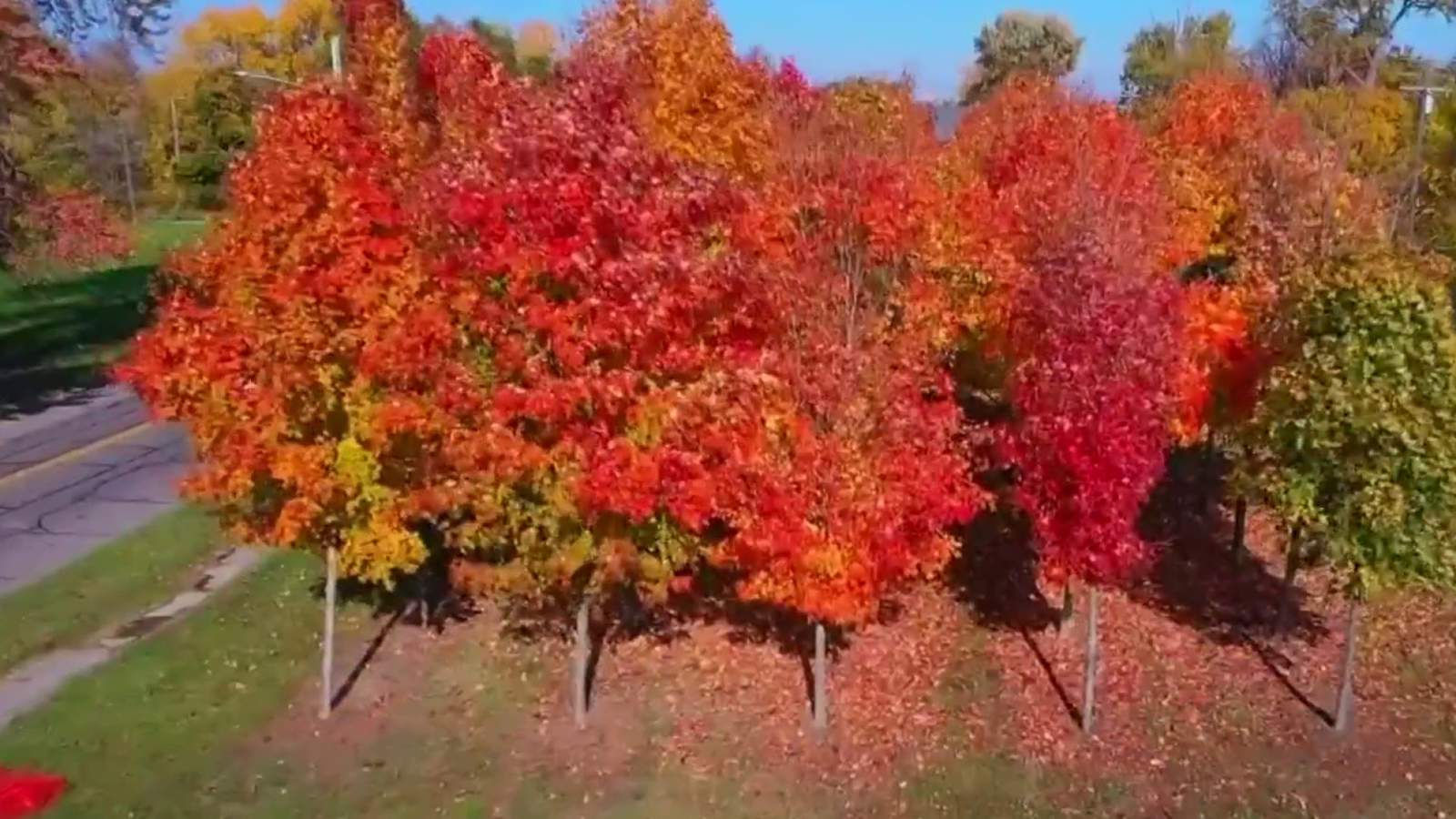 VIDEO: Fall colors hit their peak in Southeast Michigan