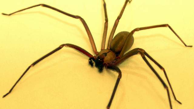 Brown Recluse Spiders In Michigan Pest Control Company Offers
