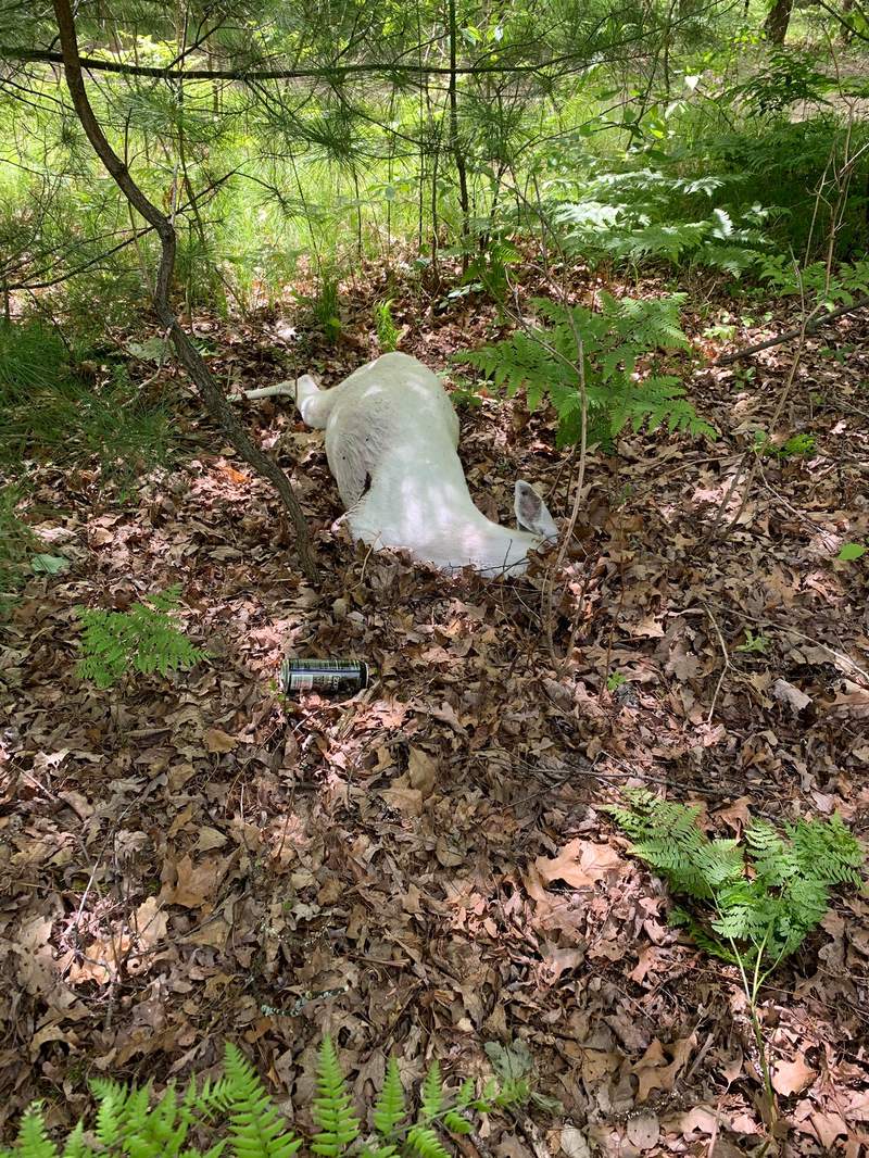 Rare white albino deer found dead in northern Michigan was shot with crossbow, DNR says