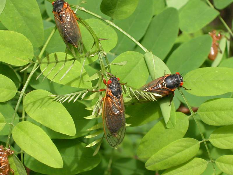 U-M expert: Protect young trees, get ready for ‘continuous droning’ as Brood X cicadas emerge