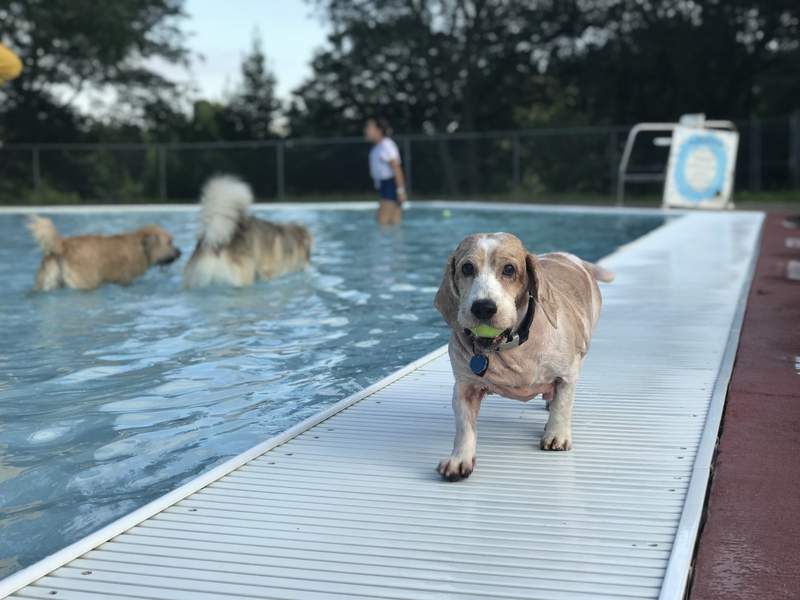 Ann Arbor’s Dog Swim returns in September. Here’s how you can sign up your pup