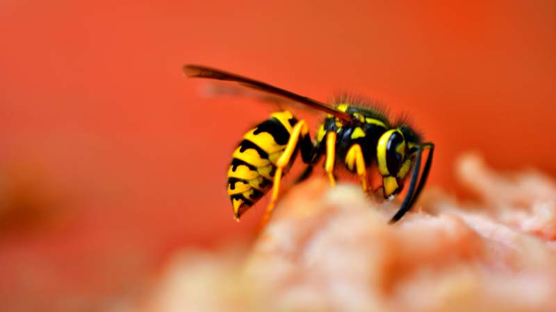 Why yellowjackets are so active in the fall
