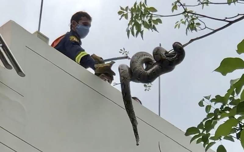 Bangkok's snakes keep catchers busy despite virus surge